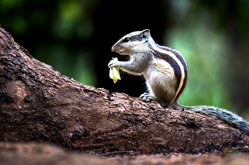 Squirrels are members of the family Sciuridae, includes small or medium-size rodents.  tree squirrels, ground squirrels, chipmunks, marmots, flying squirrel and prairie dogs among other rodents