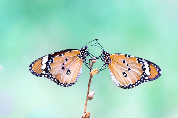 istock Danaus chrysippus, also known as the plain tiger, African queen, or African monarch, Danainae,  is a medium-sized butterfly widespread in Asia, macro shots, butterfly garden. 1354460282