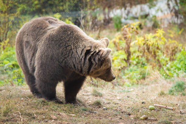 istock A brown bear in a beautiful forest in a protected reserve 1354460619