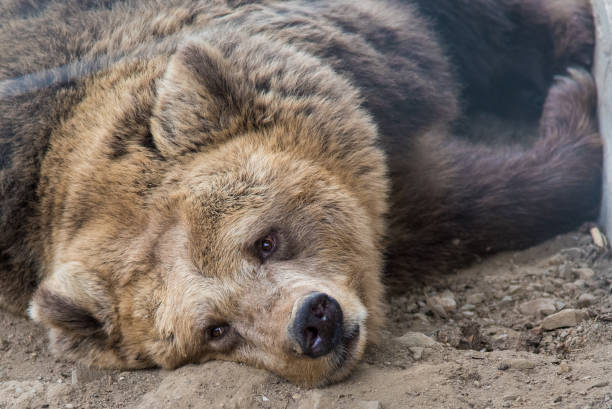 istock A brown bear in a beautiful forest in a protected reserve 1354460683