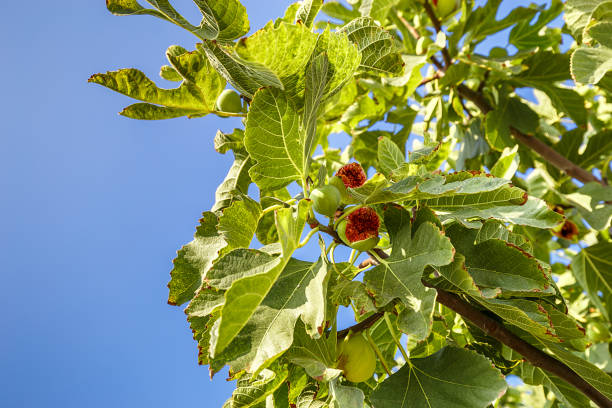 Figs fruits on the branch of a fig tree with green leaves on blue sky background Figs fruits on the branch of a fig tree with green leaves on blue sky background fig tree photos stock pictures, royalty-free photos & images