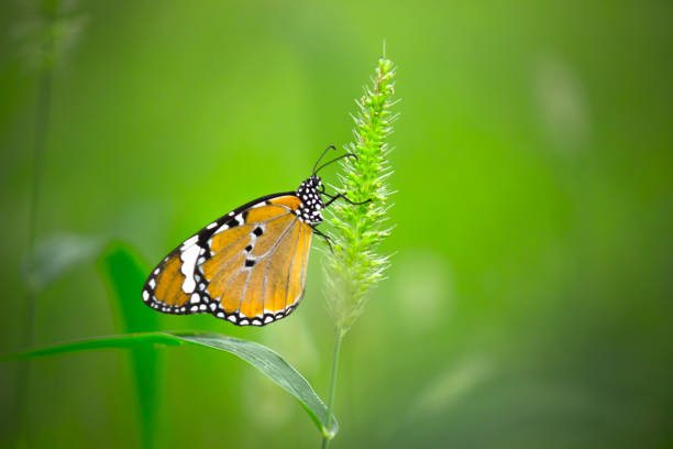 istock Danaus chrysippus, also known as the plain tiger, African queen, or African monarch, Danainae,  is a medium-sized butterfly widespread in Asia, macro shots, butterfly garden. 1354461489