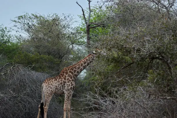 Tall Giraffe standing in the bush, South Africa