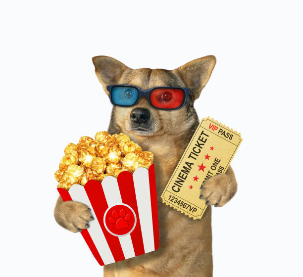 istock Dog holds cinema ticket and popcorn 1354461858