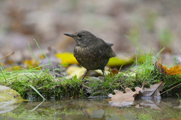 istock female blackbird in autumn 1354461868