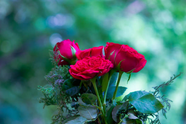Red Rose seen in a soft blurry beautiful background.