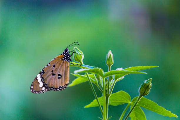 A butterfly's role—Areas filled with butterflies, moths, and other invertebrates benefit with pollination and  natural pest control. Butterflies and moths are also an important part of the food chain, providing food for birds, bats, and other animals.