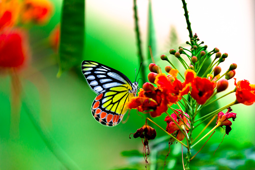 A female Delias eucharis, the common Jezebel, is a medium-sized pierid butterfly found hanging on to the flower plant in a public park in India. the striped colors of the butterfly is very attractive