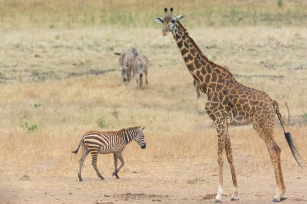 istock Giraffe in Kennya on safari, Africa 1354463043