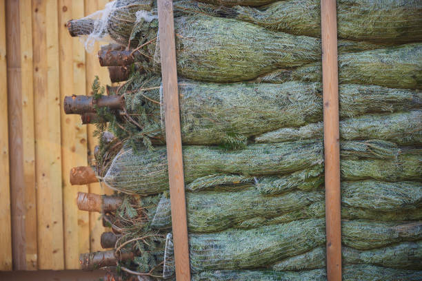 istock Stack Of Christmas Trees Cut And In Nets Ready To Be Sold 1354463794