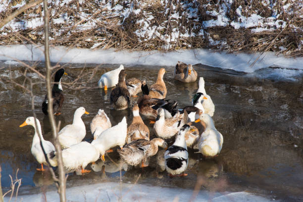 istock A flock of ducks in a village pool 1354463896