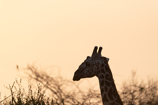 The giraffe is an African artiodactyl mammal, the tallest living terrestrial animal and the largest ruminant. It is traditionally considered to be one species, Giraffa camelopardalis, with nine subspecies.