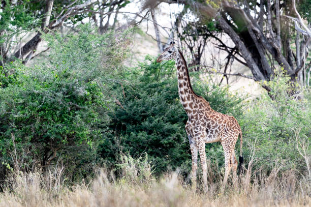 istock Giraffe in Kennya on safari, Africa 1354464056
