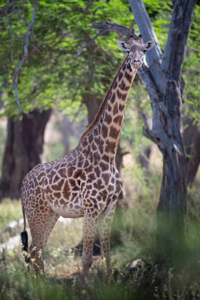 istock Giraffe in Kennya on safari, Africa 1354464685