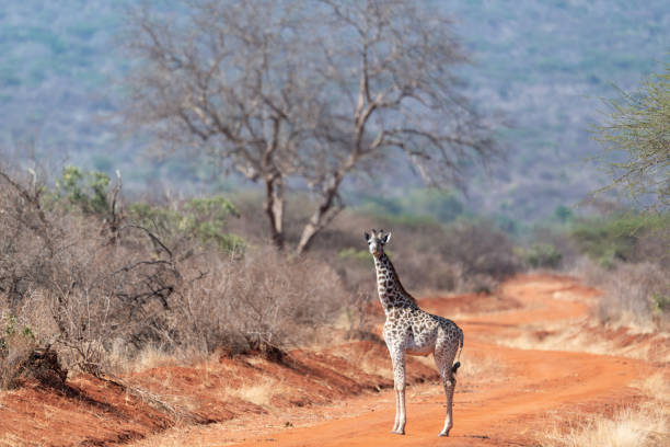 The giraffe is an African artiodactyl mammal, the tallest living terrestrial animal and the largest ruminant. It is traditionally considered to be one species, Giraffa camelopardalis, with nine subspecies.