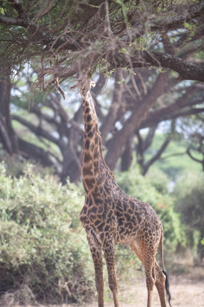 istock Giraffe in Kennya on safari, Africa 1354465551