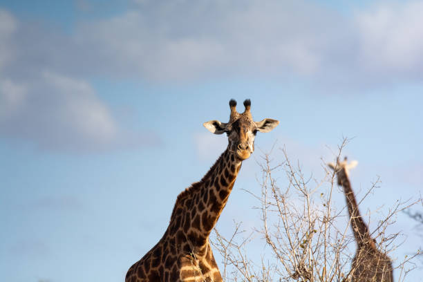 istock Giraffe in Kennya on safari, Africa 1354465630