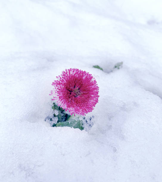 a pink daisy grows in the snow, frozen flower under the snow