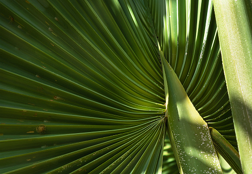 Green leaf of palm tree, full frame. The inner side of palm leaf is infected with mites.