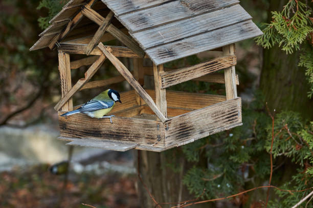 istock The big titmouse (lat. Parus major) flew to the bird feeder for seeds. 1354468276