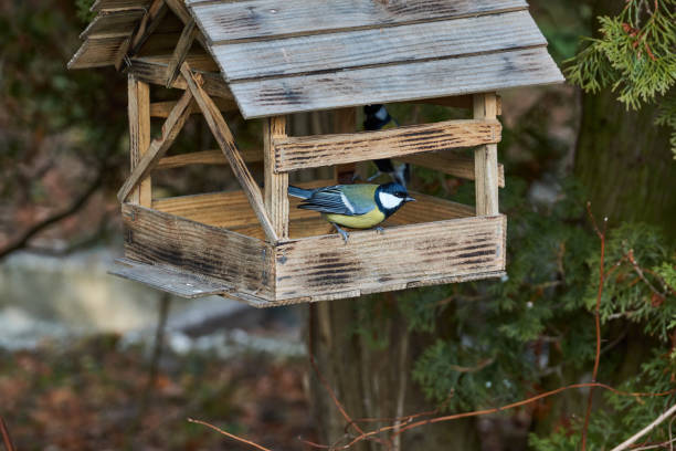 istock The big titmouse (lat. Parus major) flew to the bird feeder for seeds. 1354468569