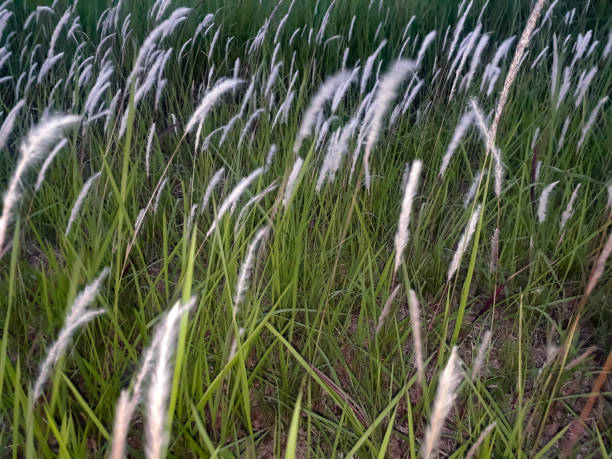 istock green and fresh grass in the garden 1354471476