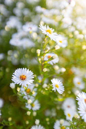 large group of lush flowers