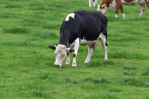 istock A black and white cow grazes in a pasture. 1354473600