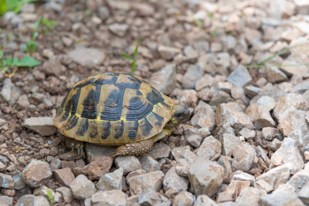 Baby turtle walking towards the camera on the grass in the gardenin Greece.