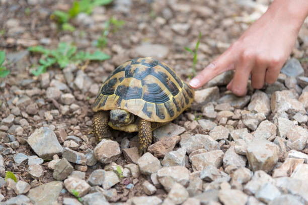 istock A little tortoise on a walk 1354475025