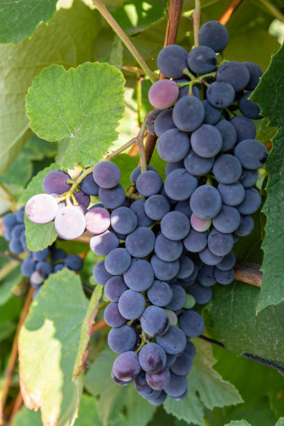 istock Clusters of blue grape on the vine close up 1354475480
