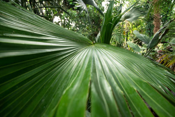istock Big green leaf of palm tree close up 1354475496