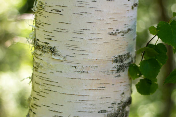istock White bark of birch tree on forest background 1354475597