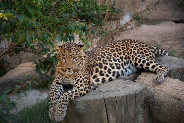 istock Spotted leopard is laying on wooden logs in a zoo. 1354476945