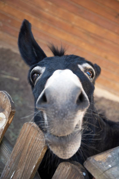 istock Funny muzzle of dark donkey appealingly looking on you 1354476957