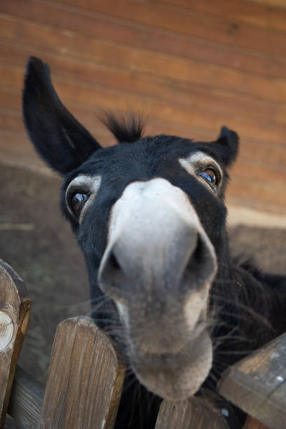istock Funny muzzle of dark donkey appealingly looking on you 1354476958