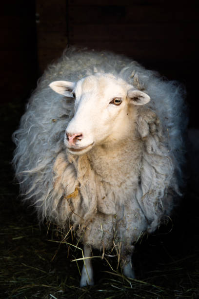 Close up of white ewe with curved big horns, closed eyes and having collar with lock