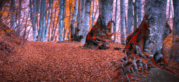 istock Mystical red beech forest panorama. Natural background. 1354477386