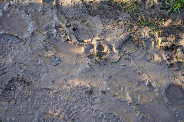 istock Close up of muddy foot prints 1354480641