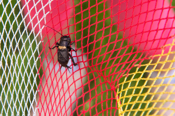 A black cricket is caught in a insect net