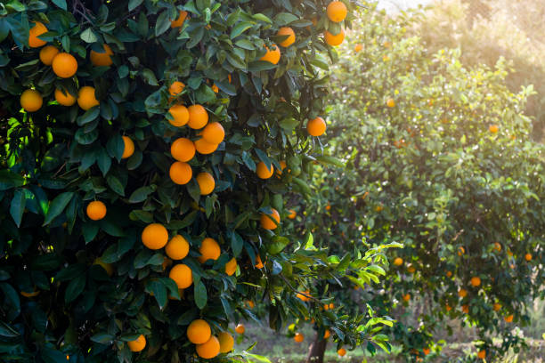 istock field of orange trees 1354481635
