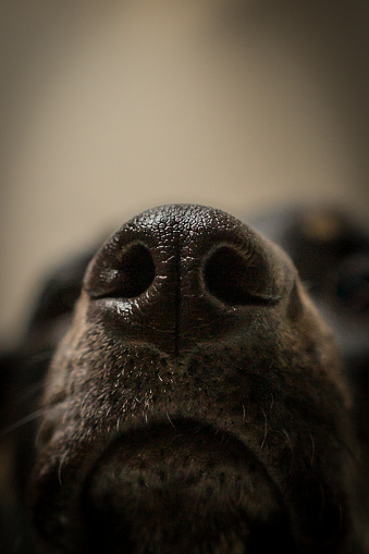 Close up black dog snout