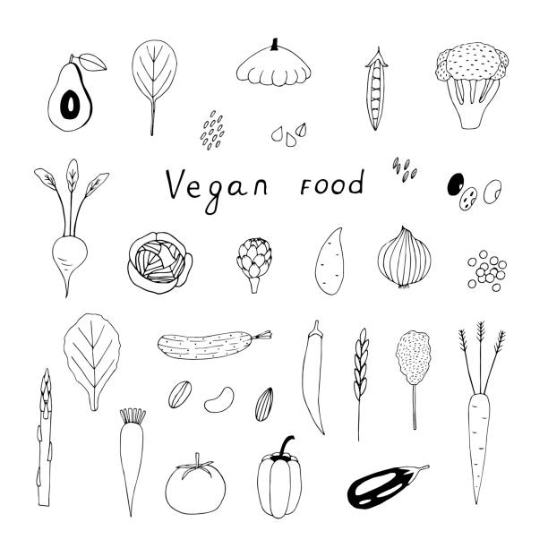 ilustraciones, imágenes clip art, dibujos animados e iconos de stock de ilustración vectorial de conjuntos de comida vegana, garabatos de dibujo a mano - bean avocado radish nut