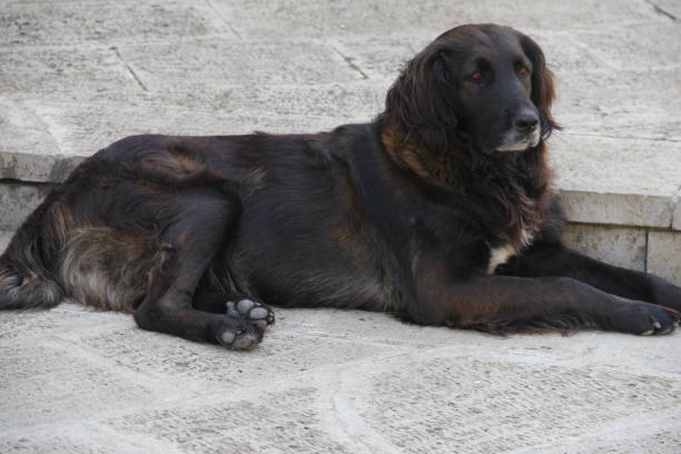 istock Dog sits and looks around. 1354483998