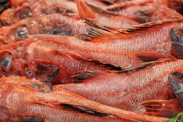 Fresh "Red Scorpion Fish" - Scorpaena Scrofa Fresh "Red Scorpion Fish" (or Bigscale Scorpionfish, Large-scaled Scorpion Fish) on the fish market counter. Its Latin name is Scorpaena Scrofa. red scorpionfish photos stock pictures, royalty-free photos & images