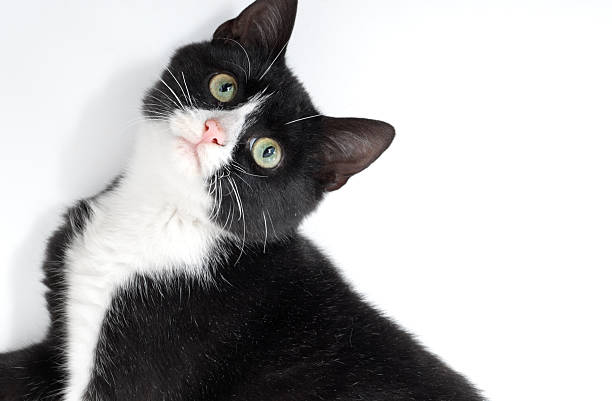 90+ Kucing Berkaki Hitam Foto Foto Foto Stok, Potret, & Gambar Bebas