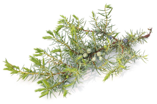 Cones and leaves of Juniperus communis Cones and leaves of Juniperus communis on white background pine needle tea stock pictures, royalty-free photos & images