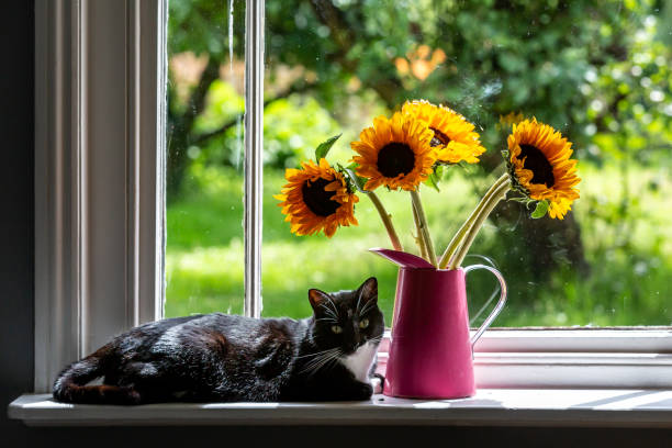 A tuxedo cat laying next to a vase of sunflowers on a windowsill A Tuxedo Cat and Vase of Sunflowers tuxedo cat stock pictures, royalty-free photos & images