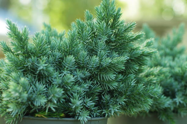Juniperus squamata Blue Star. Flaky Juniper Juniperus squamata Blue Star. Flaky Juniper squamata stock pictures, royalty-free photos & images