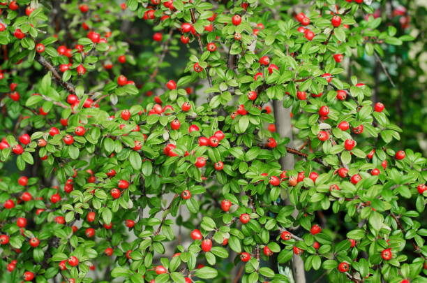Cotoneaster Coral Beauty. Rounded evergreen shrub Cotoneaster Coral Beauty. Rounded evergreen shrub with small, glossy dark green leaves and small white flowers followed by orange-red berries cotoneaster stock pictures, royalty-free photos & images